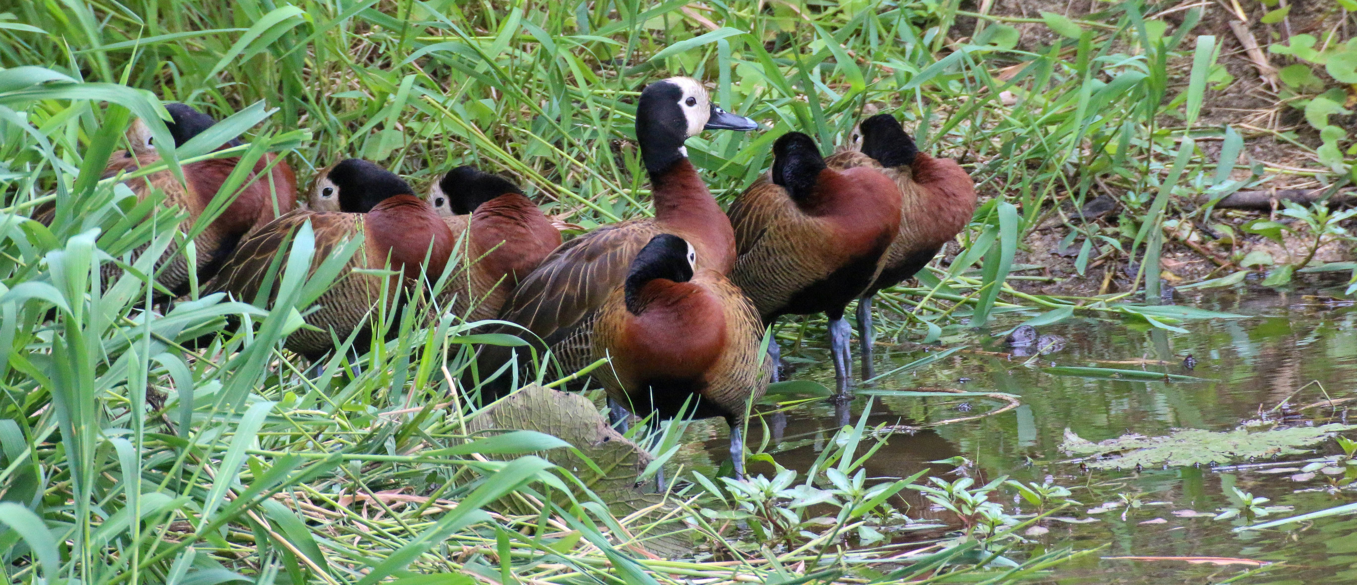 flock of brown and black birds on green grass during daytime